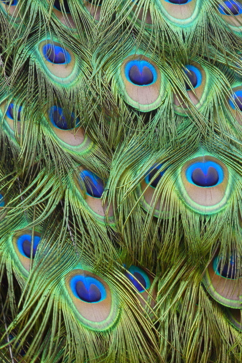 Ginger White - Feather Patterns